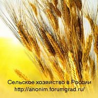 Сайт anonim.forumgrad.ru